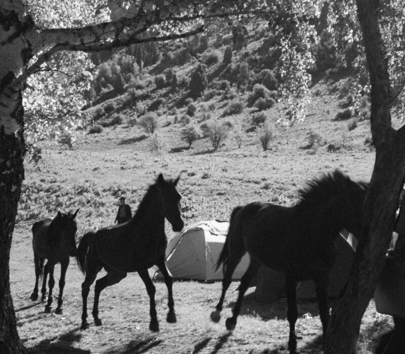 Wild horses in Kyrgyzstan