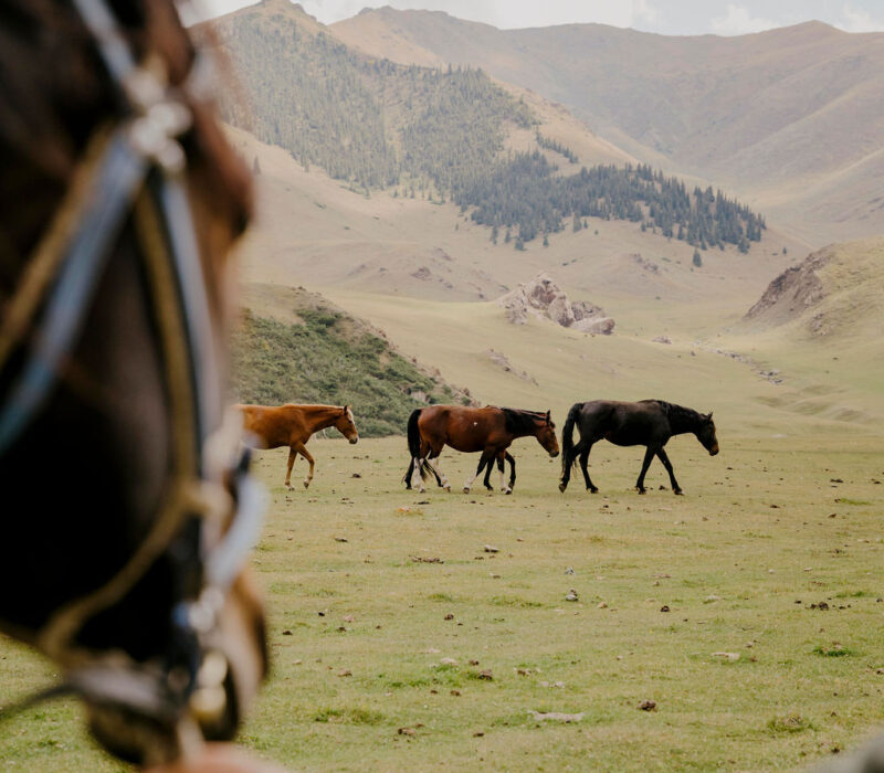 Camps-Kyrgyzstan-At-Bashi-Alexandra-Tolstoy-Travel